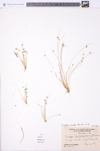 Isolepis carinata image