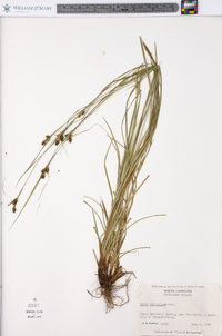 Carex caroliniana image