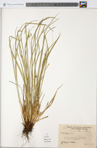 Carex jamesii image