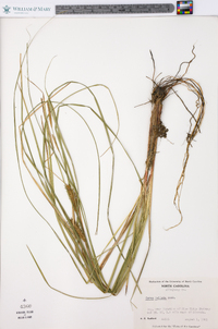 Carex bullata image