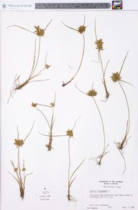 Cyperus flavescens image