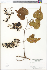 Vitis vulpina image