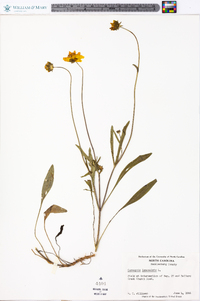 Coreopsis lanceolata image