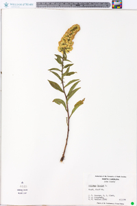 Solidago bicolor image