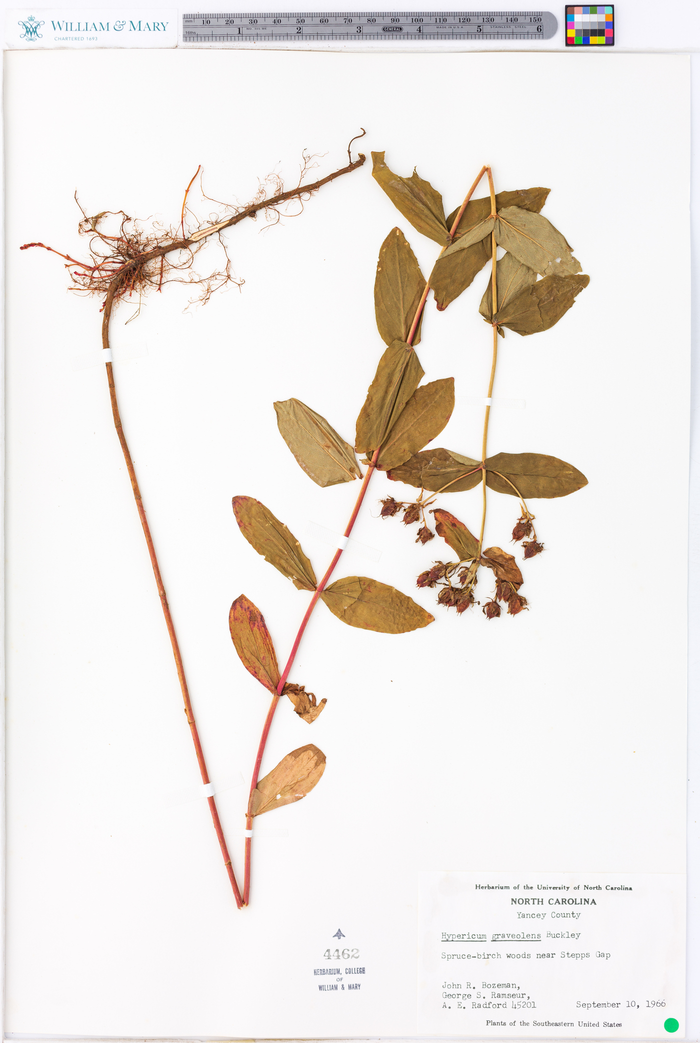 Hypericum graveolens image