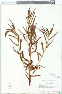 Chamaecrista nictitans subsp. nictitans image