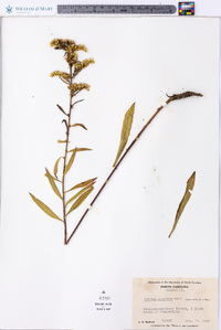 Solidago pinetorum image