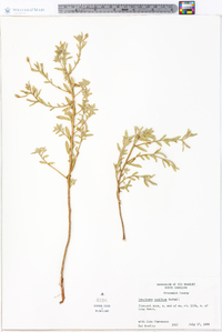 Oenothera humifusa image