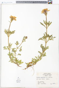 Verbena canadensis image