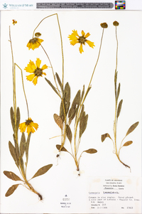 Coreopsis lanceolata image