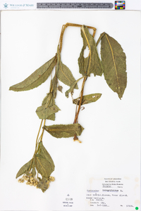 Parthenium integrifolium image