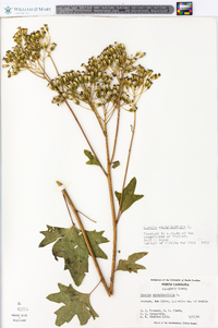 Arnoglossum atriplicifolium image