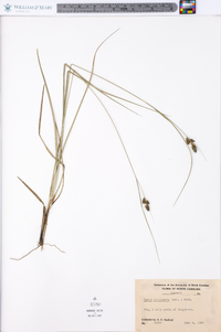 Carex complanata image