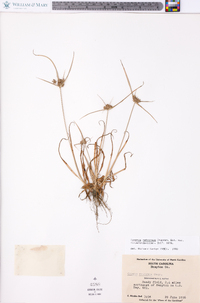 Cyperus retrorsus image