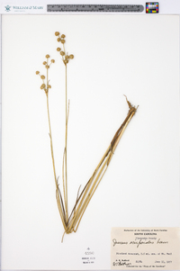 Juncus scirpoides image