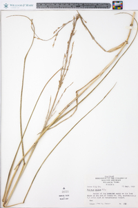 Panicum amarum image