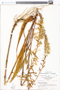 Solidago sempervirens image