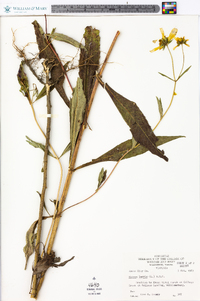 Bidens laevis image