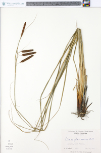 Carex glaucescens image