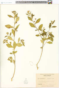 Sida rhombifolia image