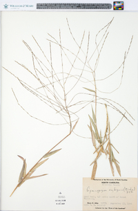 Gymnopogon ambiguus image