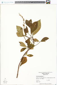 Clethra alnifolia image