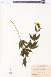 Coreopsis major image