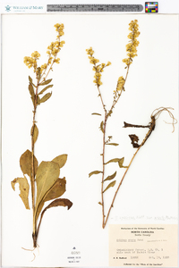 Solidago erecta image