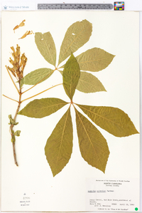 Aesculus sylvatica image