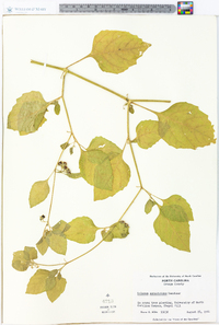 Solanum sarrachoides image