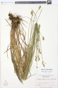 Carex longii image