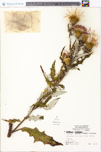 Cirsium altissimum image