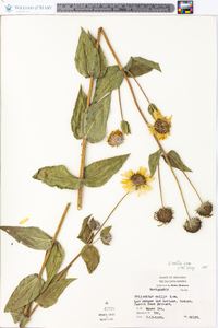 Helianthus mollis image