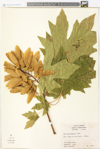 Acer macrophyllum image