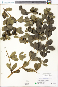 Baptisia nuttalliana image