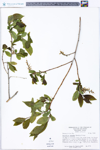 Leucothoe recurva image