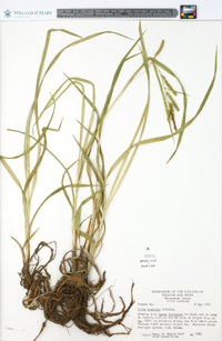 Carex scabrata image