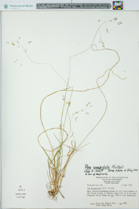 Poa cuspidata image