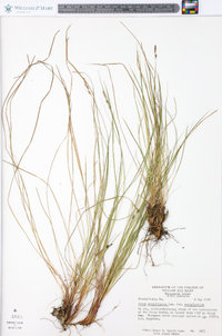 Carex pensylvanica var. pensylvanica image