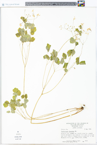 Thalictrum clavatum image