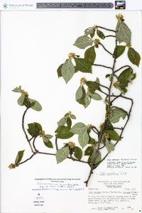 Ilex montana image