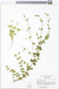 Galium pilosum image