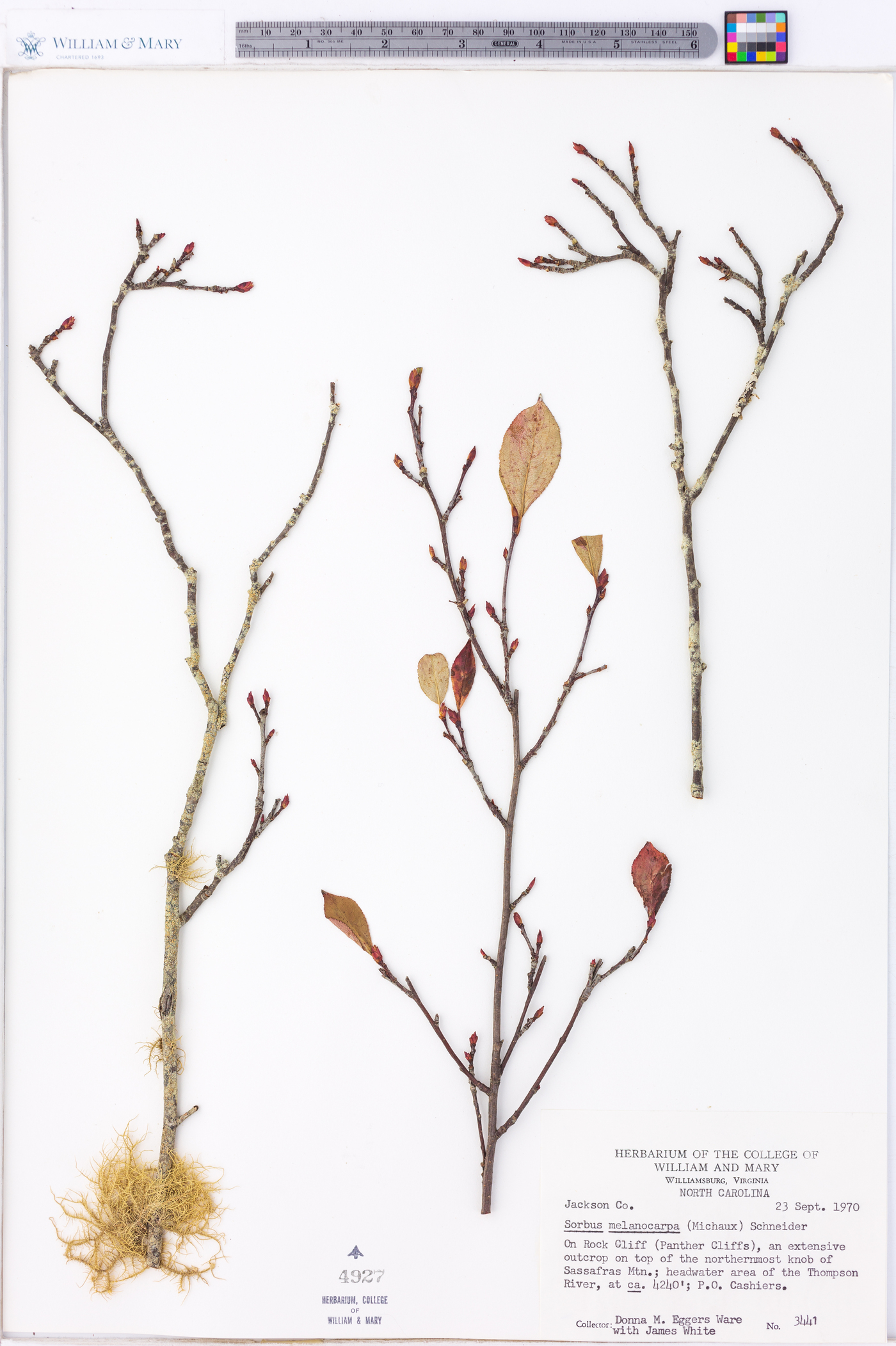 Sorbus melanocarpa image