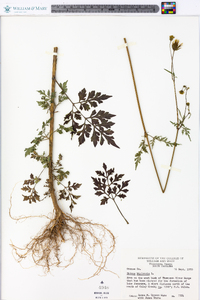 Bidens bipinnata image