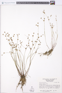 Juncus debilis image