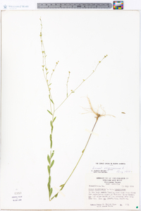 Linum virginianum image