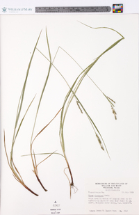 Carex virescens image