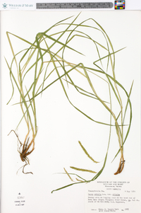 Carex crinita var. crinita image