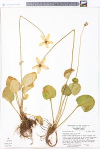 Parnassia grandifolia image