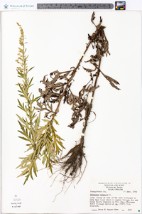 Artemisia vulgaris image